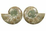 Cut & Polished, Agatized Ammonite Fossil - Madagascar #348997-1